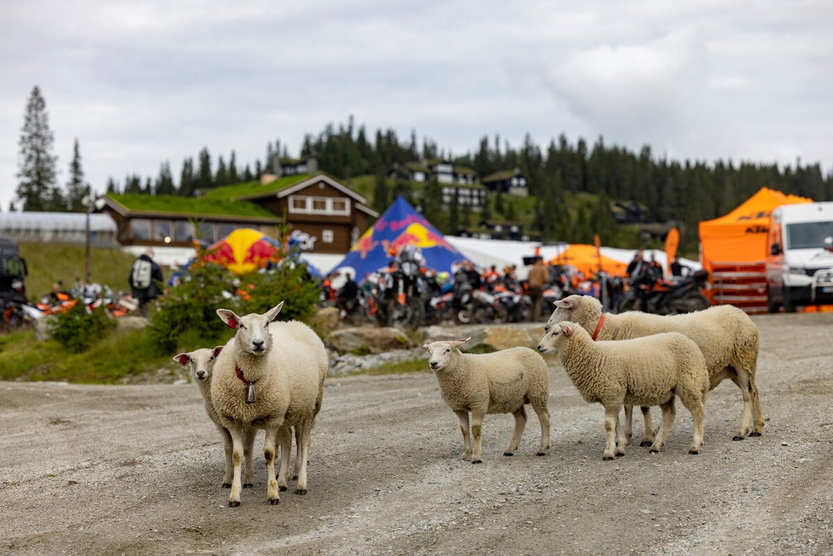 Sheep wandering through the rally base camp